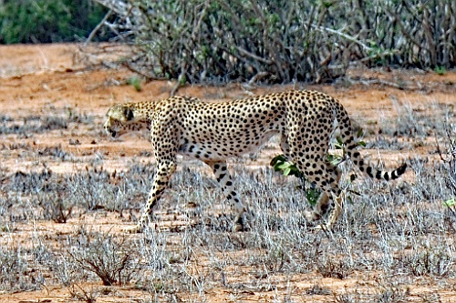 Kenia (288)